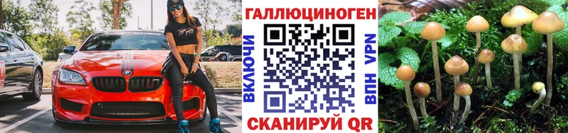 Купить где  Набережные Челны  Псилоцибиновые грибы GOLDEN TEACHER 